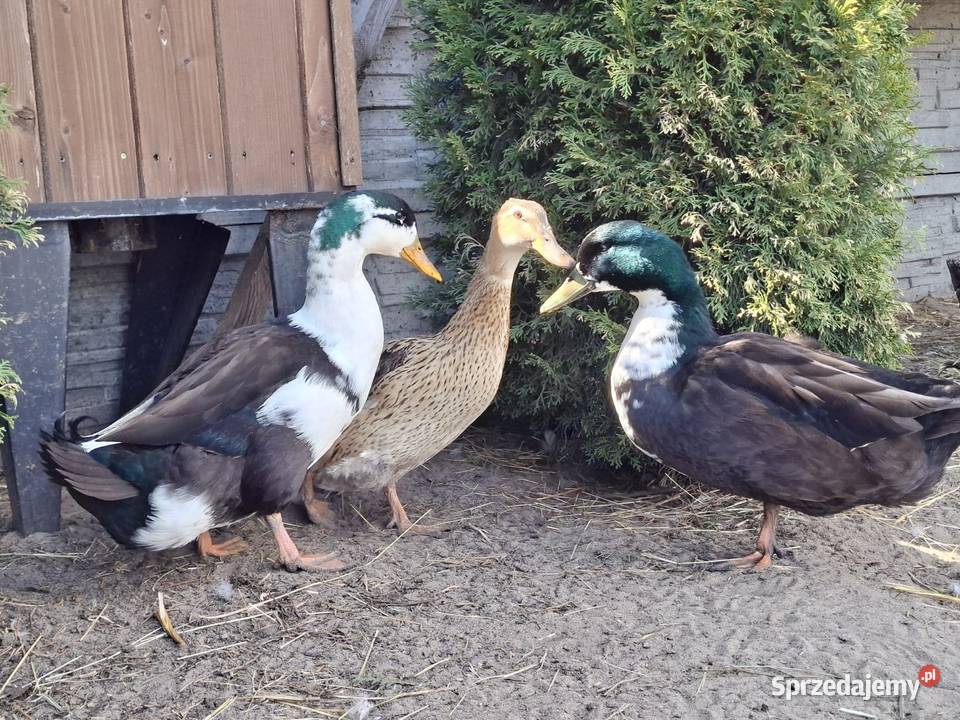 Kaczor biegusa dworki Łochów