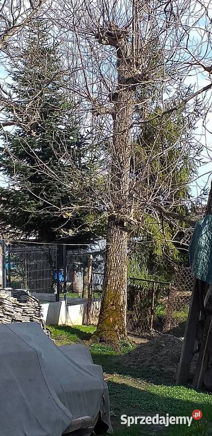 Orzech włoski drzewo sprzedam