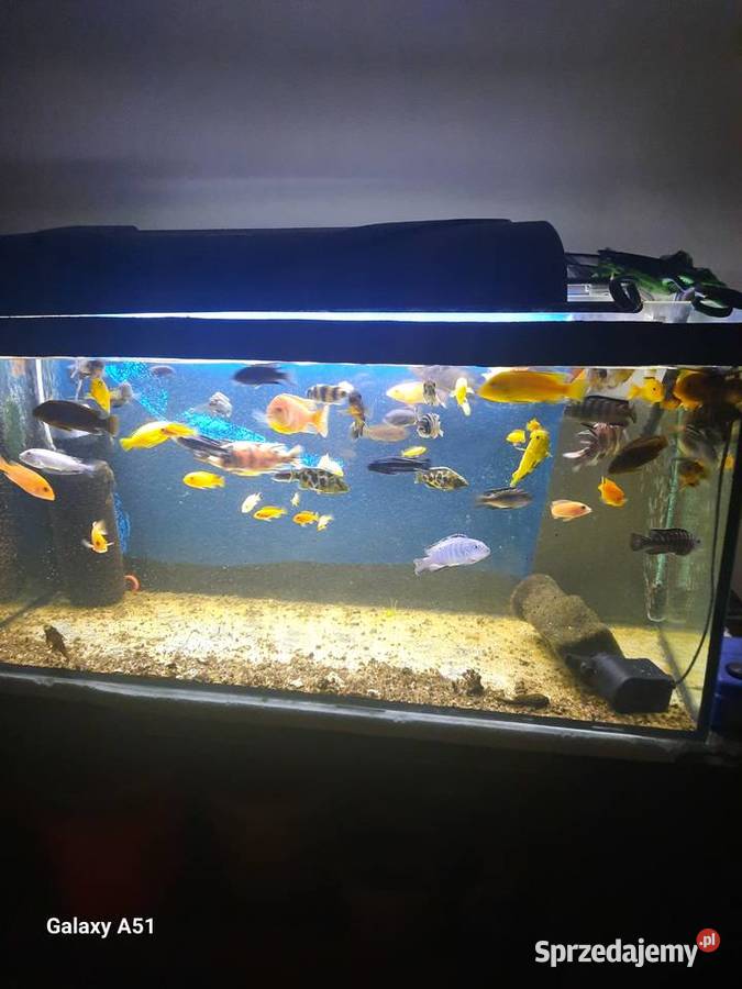 Pyszczaki malawi ponad 50 sztuk Brzeszcze