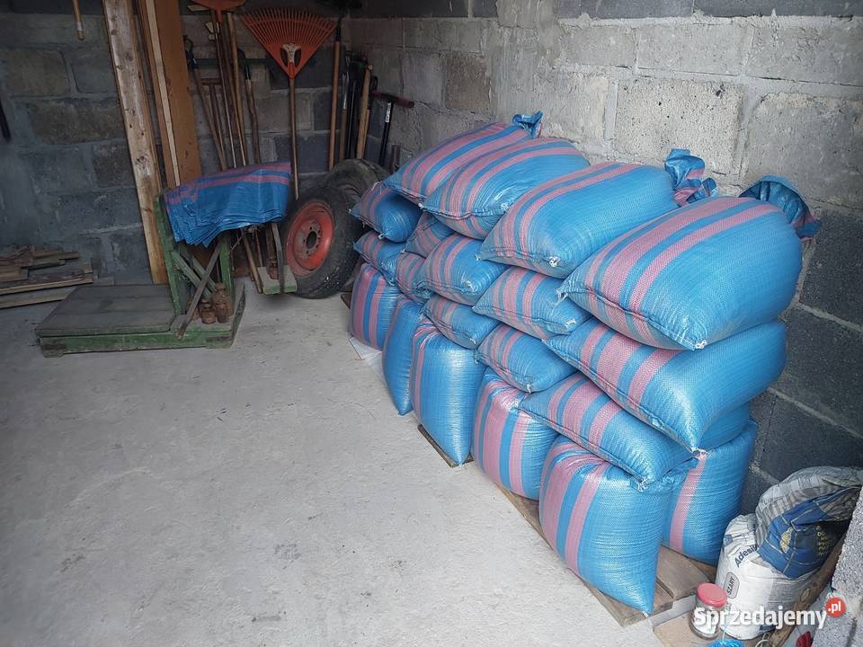 Pszenica Ozima Ziarno łódzkie