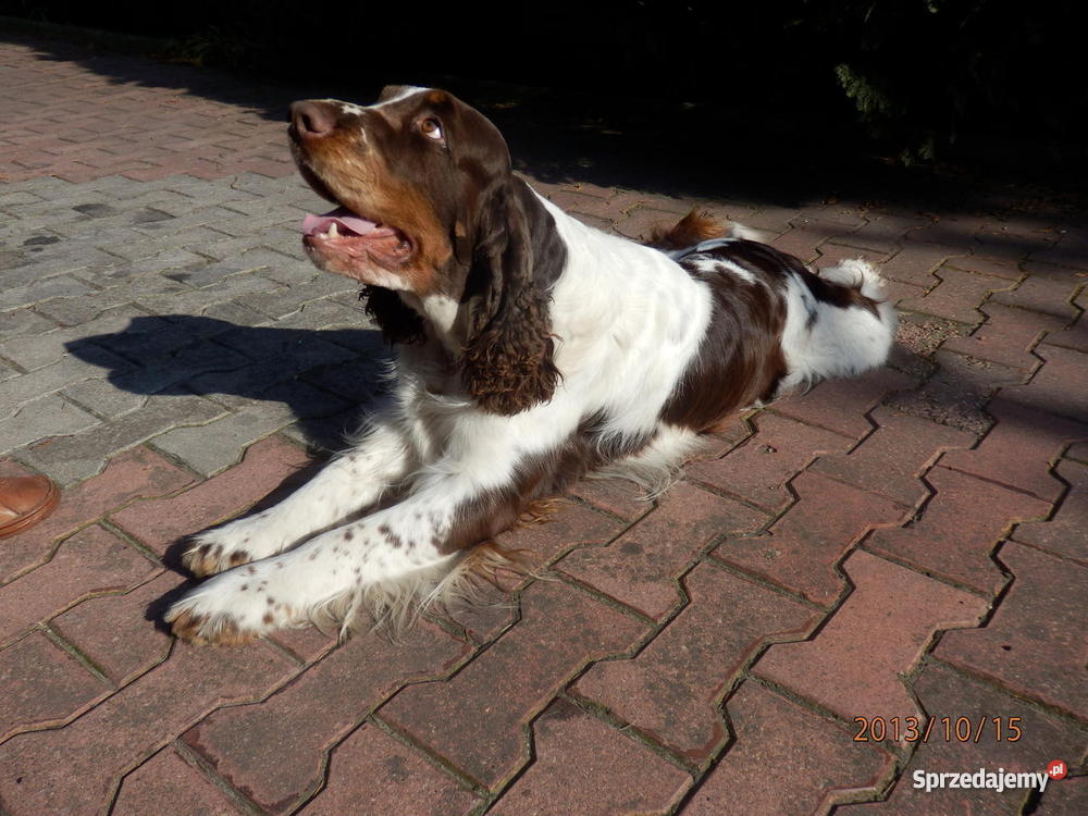 Springer Spaniel Angielski Ostrów Wielkopolski