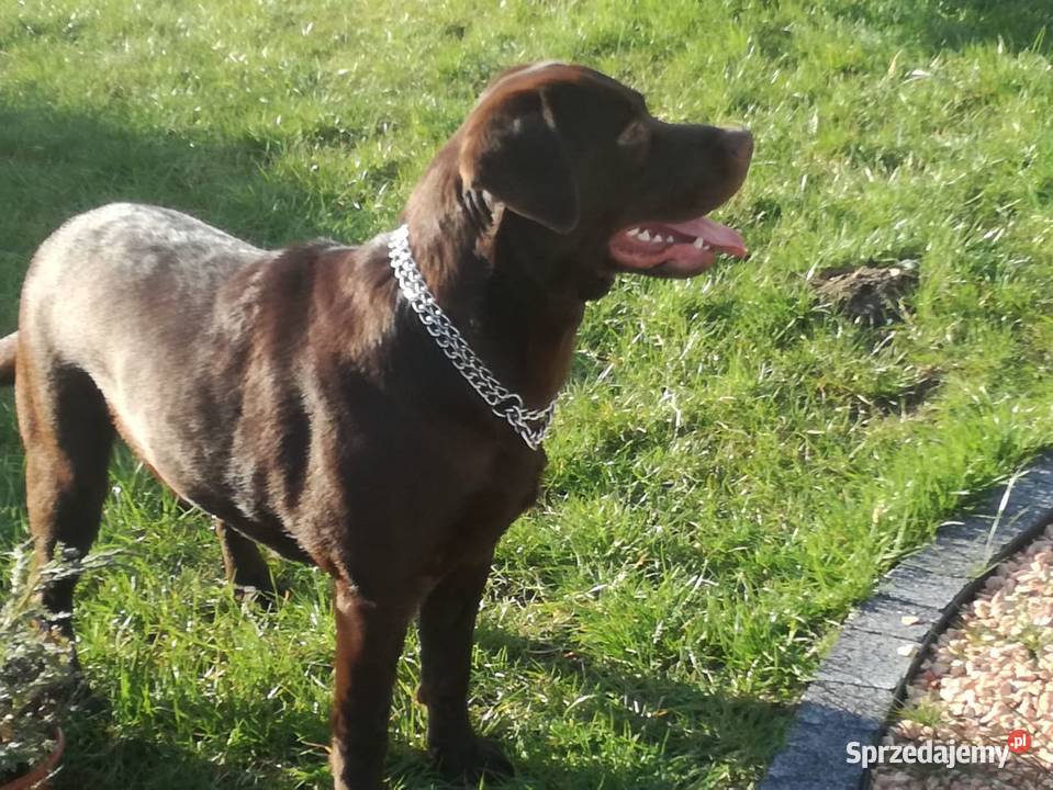 loablador czekoladowy szuka nowego domu łódzkie Radomsko