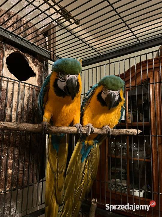 Para papug arauna Ptaki Bogoria