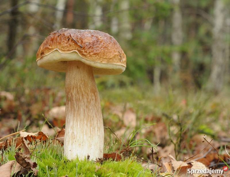Grzybnia BOROWIK BRZOZOWY 10 g MYCELIUM Przemyśl