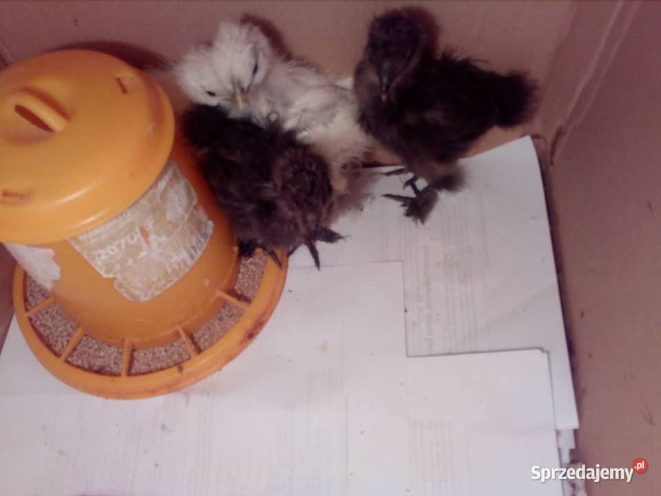 Sprzedam kurczątka Silka Jedwabista USA Dębica sprzedam