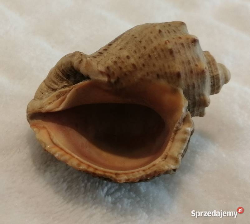 Muszla 45 59 Kreatywne Czeladź