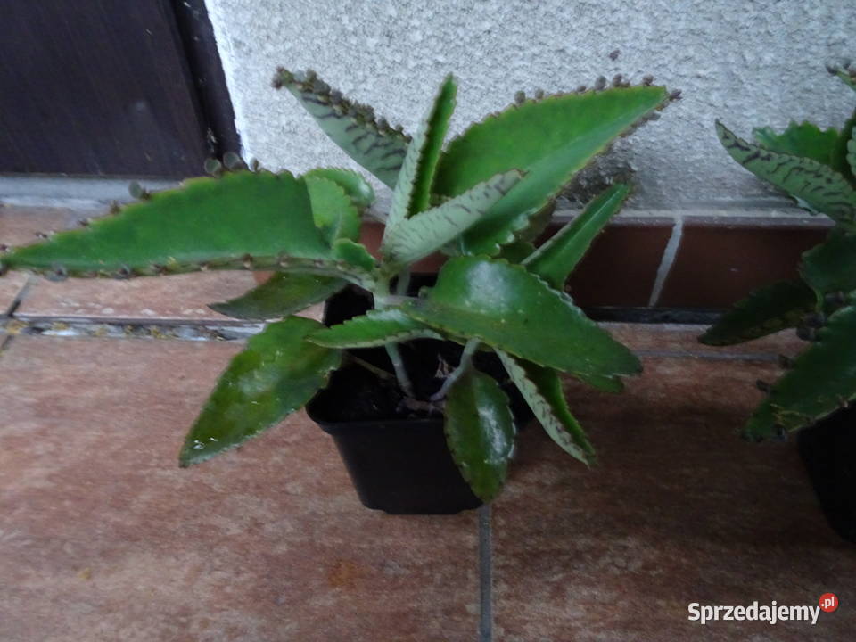 żyworódka pierzasta Warszawa sprzedam