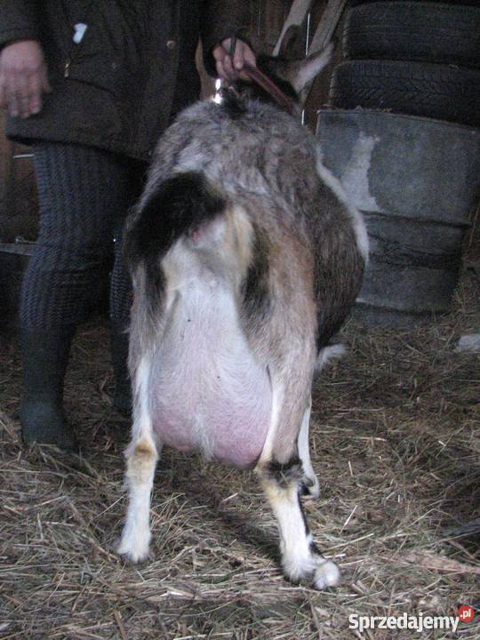 TANIO Młode KOZY kózki koźlęta koziołki capki Janów