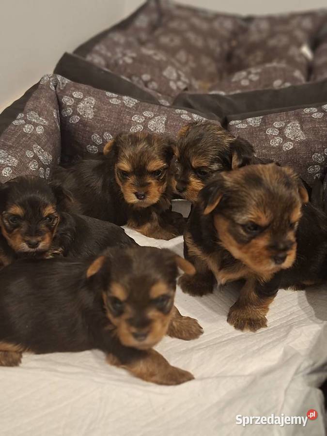 Szenieta z rodowodem ZKwP sprzedam