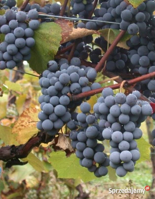 Winogrono bezpestkowe Venus Sadzonki winorośli Owocowe Łazy Brzyńskie