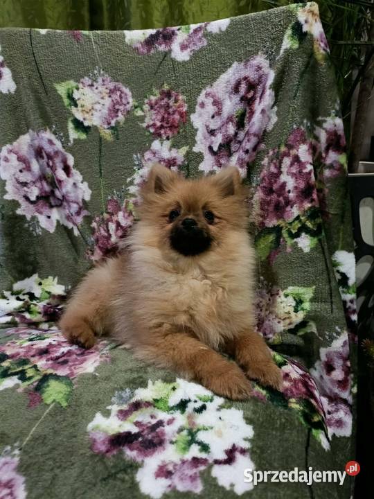 Piękny Mały Szpic Niemiecki rodzice FCI Krapkowice sprzedam