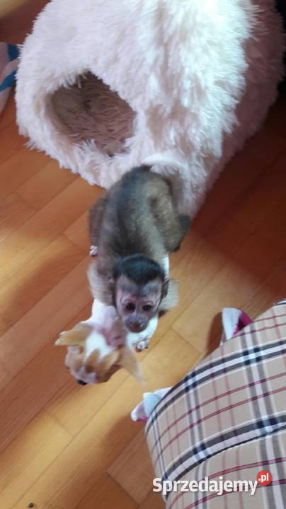 Sprzedam małpkę kapucynkę Duczki sprzedam