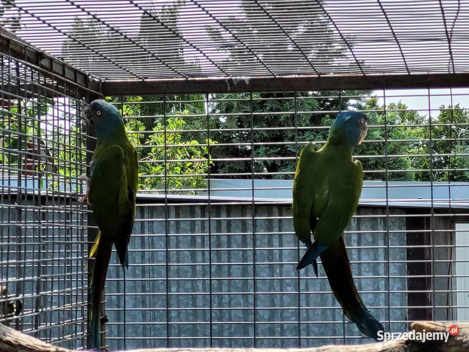 Ara Ary koloni Coloni Para 2014r wielkopolskie Niepruszewo sprzedam