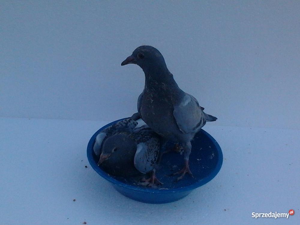 młode gołębie pocztowe Pozostałe Czarnków