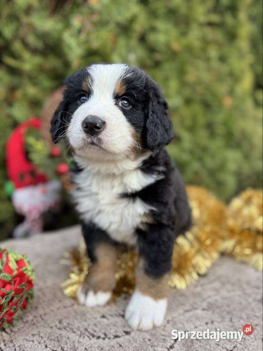 Piękna sunia Berneński Pies Pasterski z Katowice