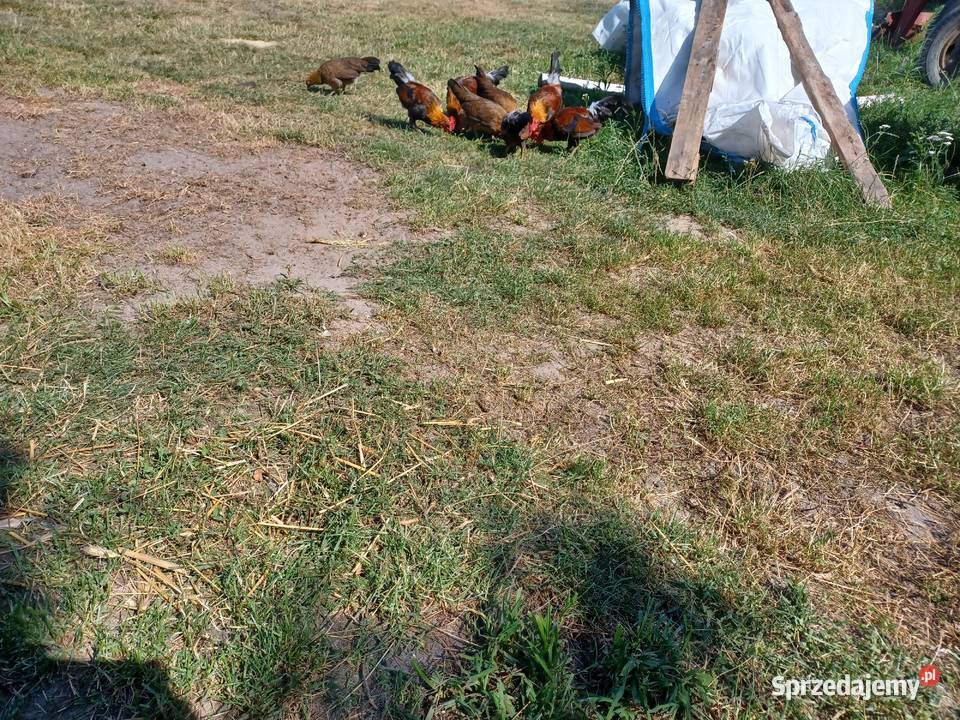 Karzelek Polski Ptaki