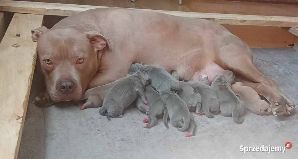 American staffordshire terrier Amstaff opolskie Brzeg