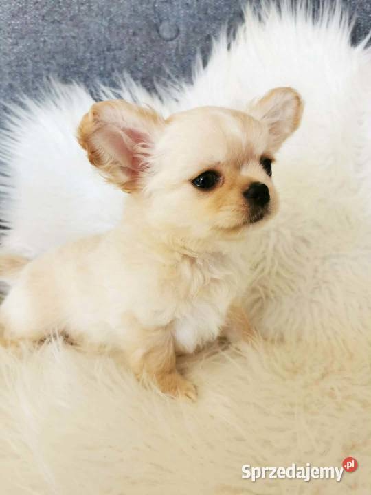 Chihuahua długowłosy ZKwP FCI