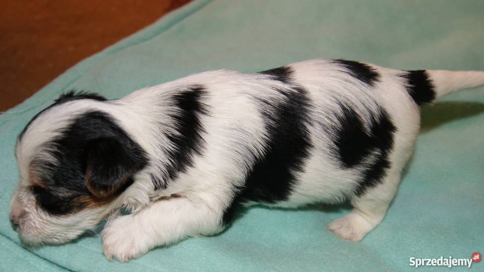 york biewer Głogów sprzedam