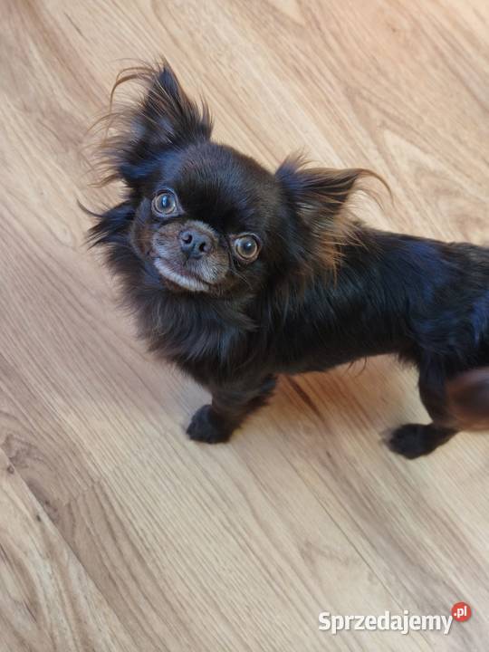 Długowłosy czekoladowy reproduktor chihuahua Świnoujście sprzedam