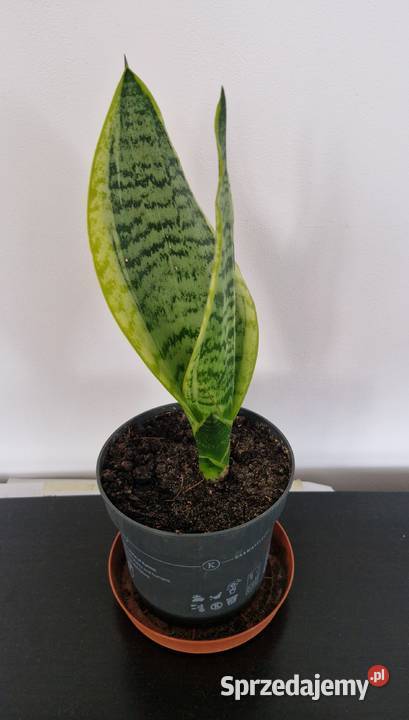 sanseveria wężownica kwiatek Pozostałe Kielce