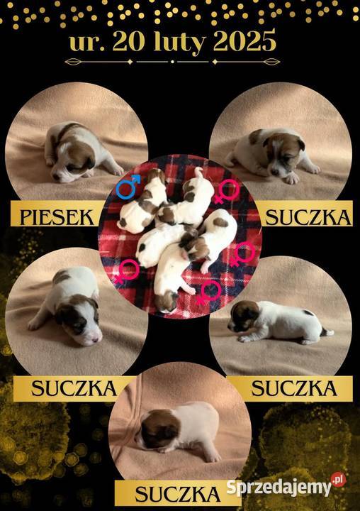 Jack Russell Terrier FCIZKwP Brudzewice sprzedam