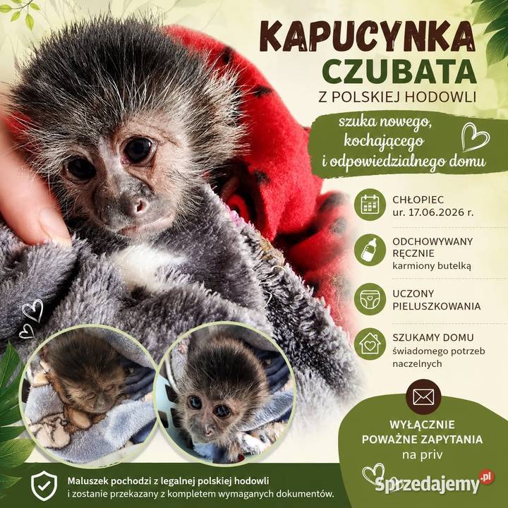 Kapucynka czubata Sławno