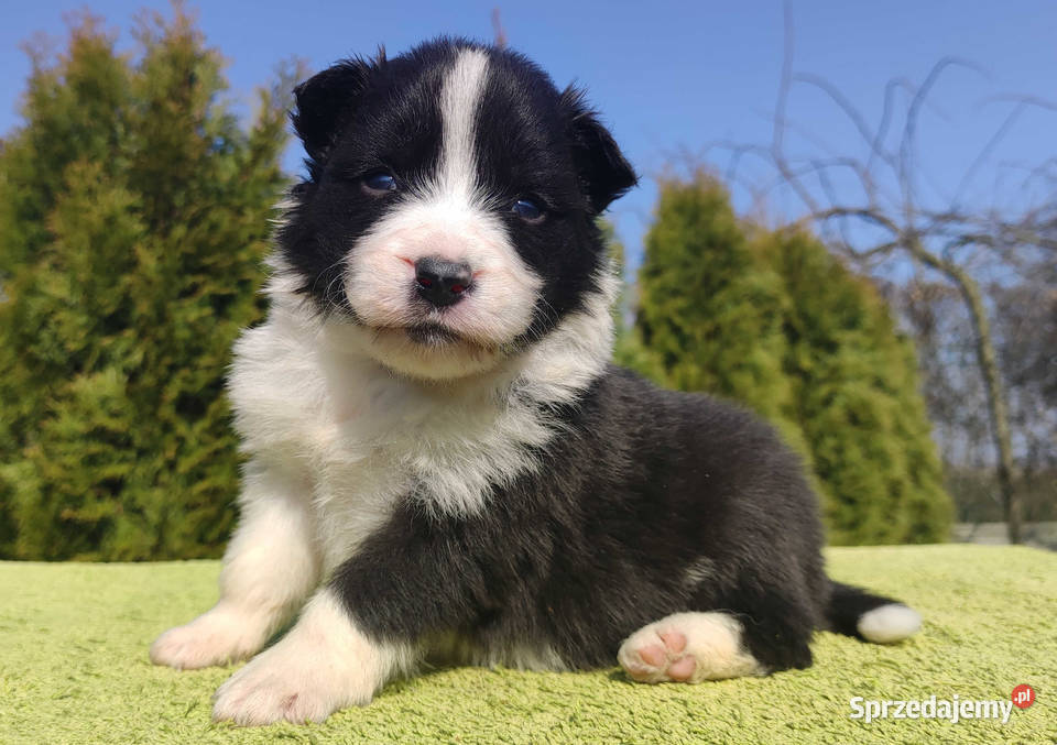 BORDER COLLIE klasyk z dokumentami Iwonicz