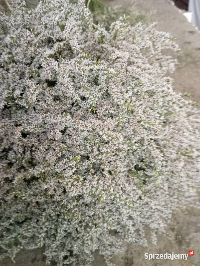 kaszka zatrwian tatarski statica 2025 Krasnystaw