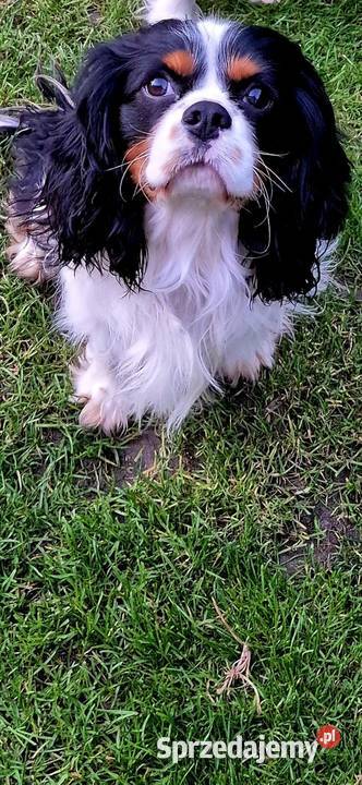 Cavalier King Charles Spaniel Reproduktor Siedliszowice sprzedam