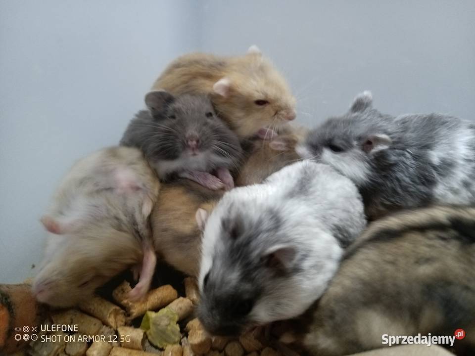 chomik dżungarski rozne kolory Gliwice