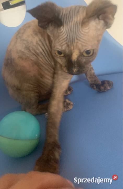 Sfinks Kanadyjski Koteczka do odbioru Rodowód Leszno