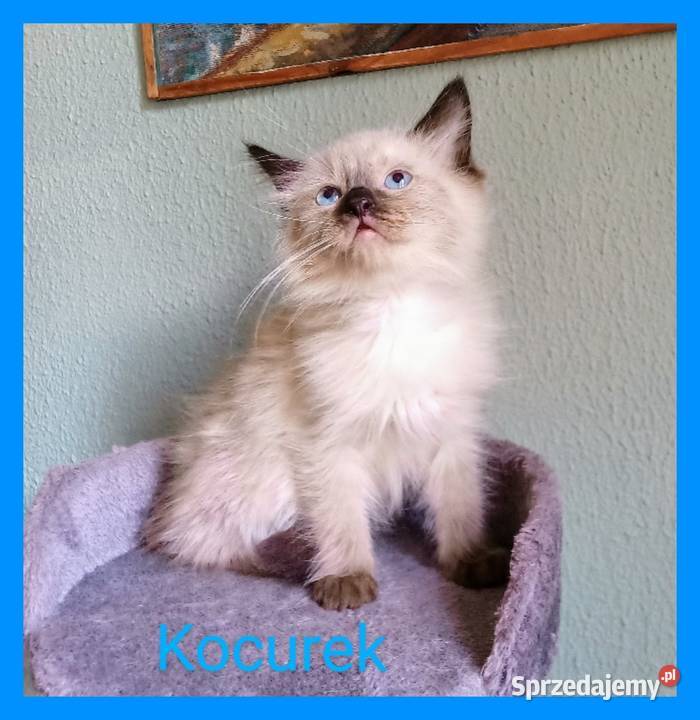 Piękne kocięta Ragdoll z rodowodem i wyprawką