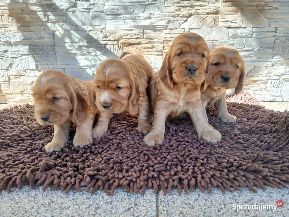 Śliczne Szczenięta Cocker Spaniel Angielski Sieradz