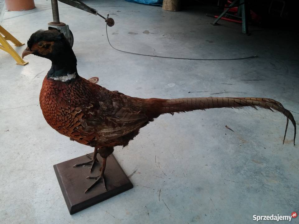 Bażant dekoracyjny ozdoba Profesjonalny Rękodzieło Tuchów