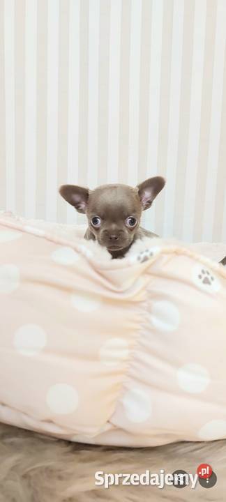 Chihuahua liliowy Warszawa