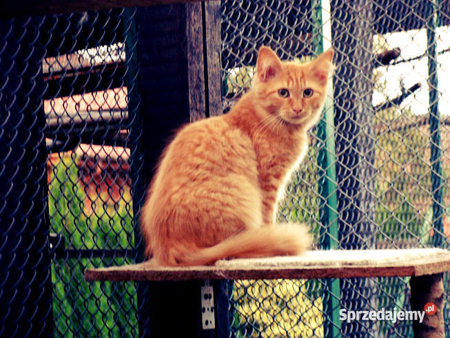 Kocurek Syberyjski rudy pręgowany półroczny wielkopolskie Gostyń