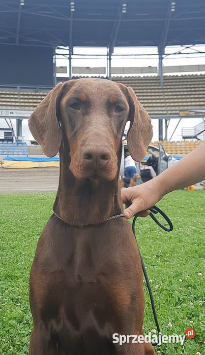 Doberman młoda suczka ZKwPFCI