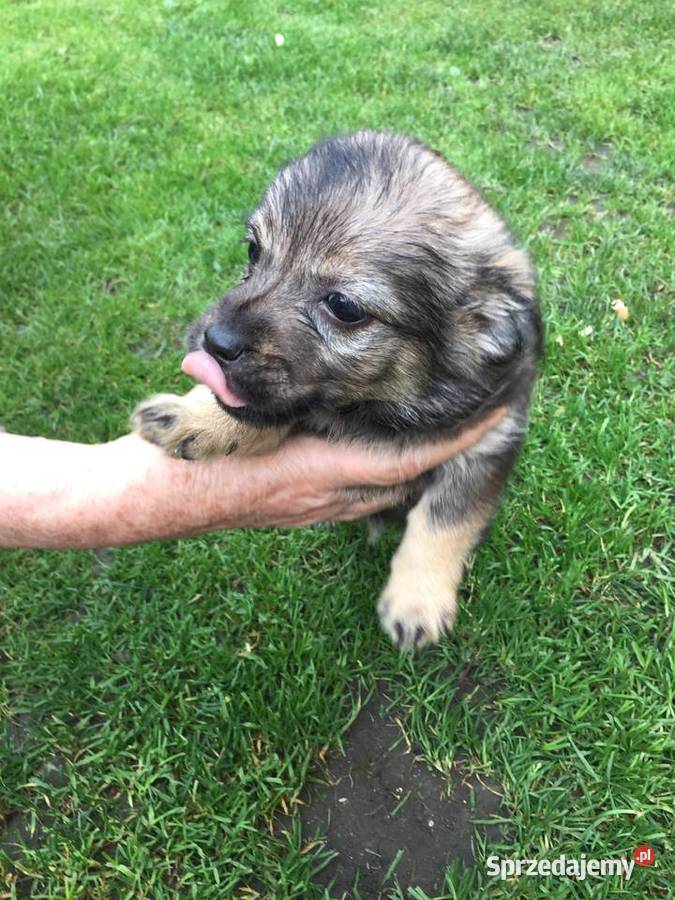 Okazja śliczne pieski Stary Sącz
