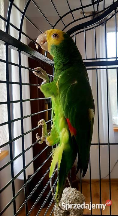 Amazonka Oratrix samczyk dwuletni sprzedam sprzedam