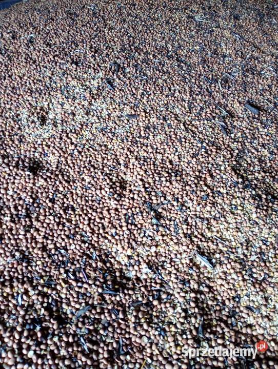 Sprzedam bobik Racławice sprzedam