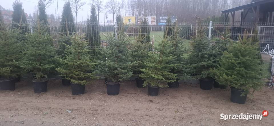 Jodla kaukaska choinki świerk doniczka Kościerska Huta