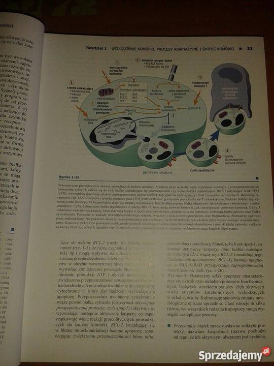 Patologia Robbins Płock