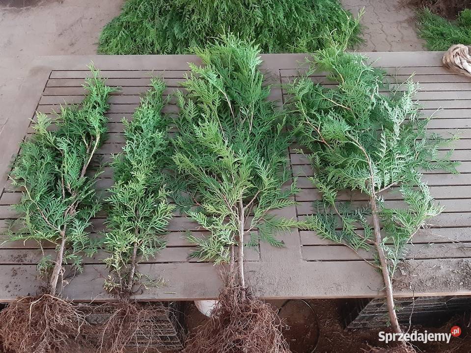 Tuja brabant 80 120 Żywopłot zachodniopomorskie Sławno