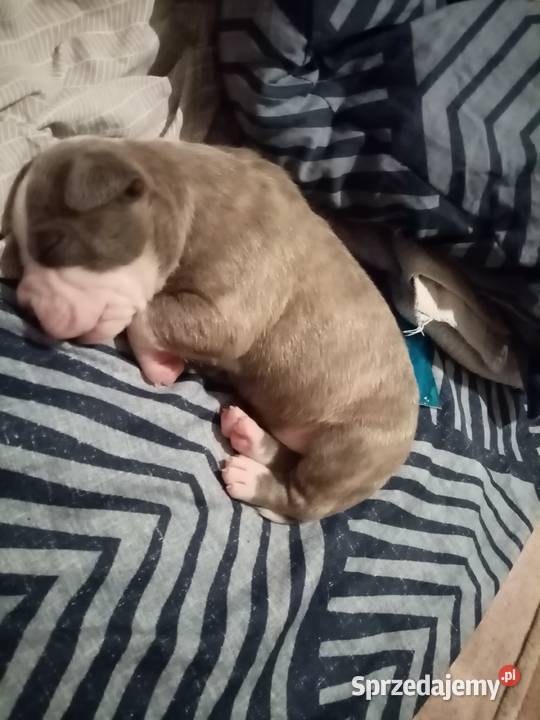 SUCZKA MARENGO śląskie sprzedam