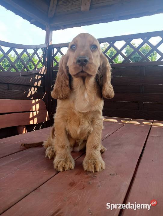 Sprzedam Cocker spaniel angielski Bytoń sprzedam