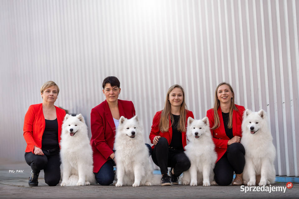 Samoyed odbiór na Święta Bożego Narodzenia mazowieckie Izabelin B sprzedam
