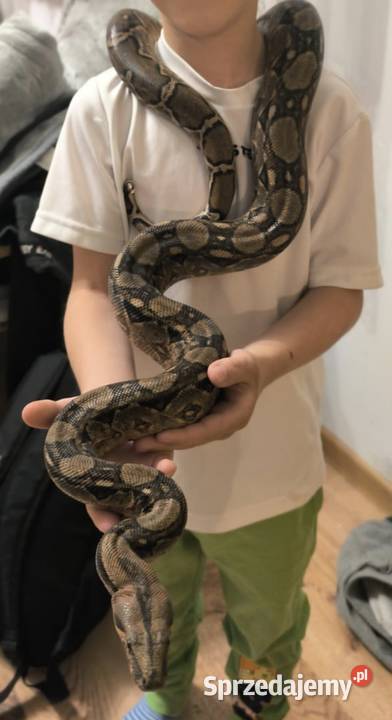 Boa Cesarski Boa imperator Terrarium Nysa