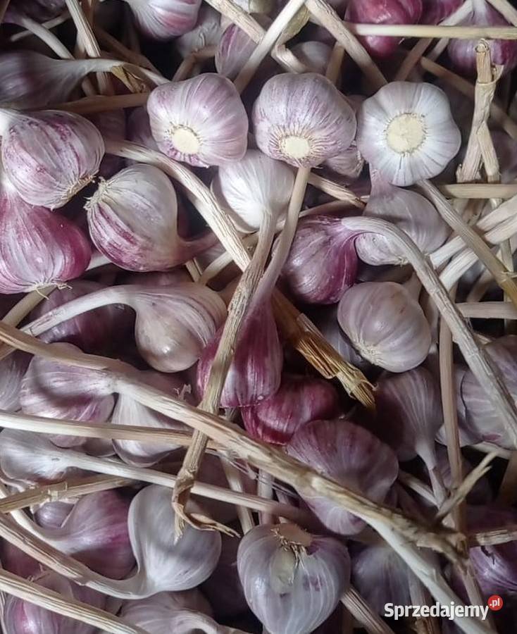 Czosnek polski harnaś