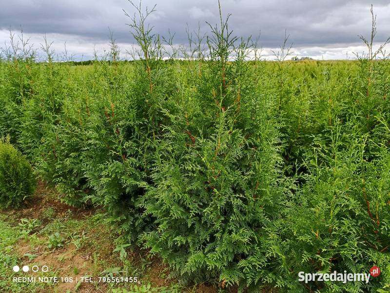 Thuja Plicara Gelderland 140160 50 Wrocław Januszkowice sprzedam